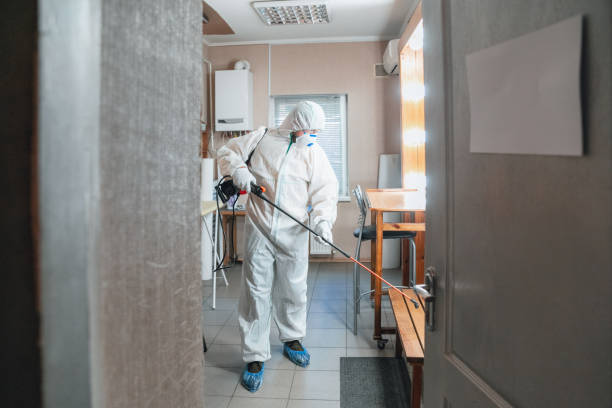 Best Environmental Consulting for Mold Prevention  in Pepeekeo, HI